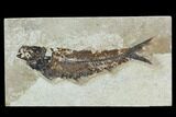 Fossil Fish (Knightia) - Green River Formation #129786-1